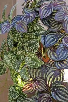 Hanging plant Pothos | Happinez Ibiza