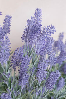 Lavanda