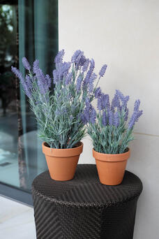 Lavanda