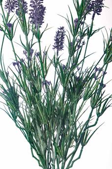 Lavanda