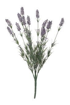 Lavanda