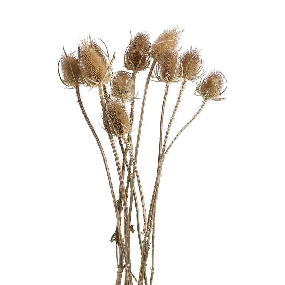 Collita dried flower S/3