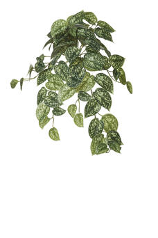 Hanging plant Pothos