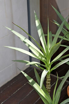 Yucca Plant