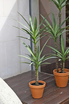 Yucca Plant