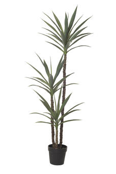 Yucca Plant