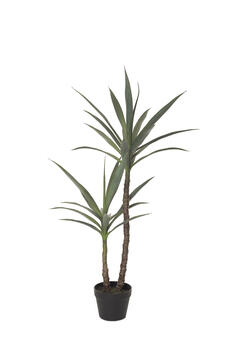 Yucca Plant