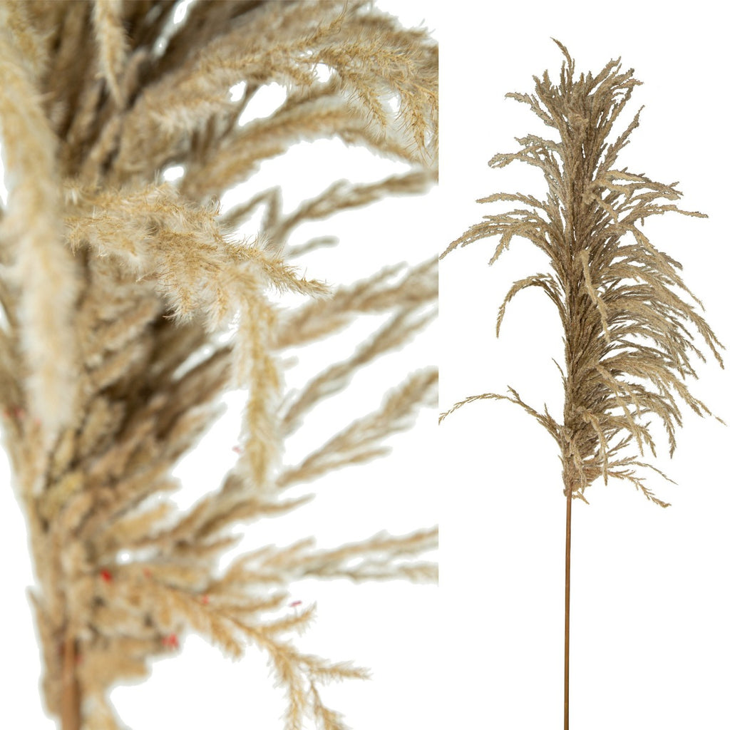 Dried Gigantum stem grass
