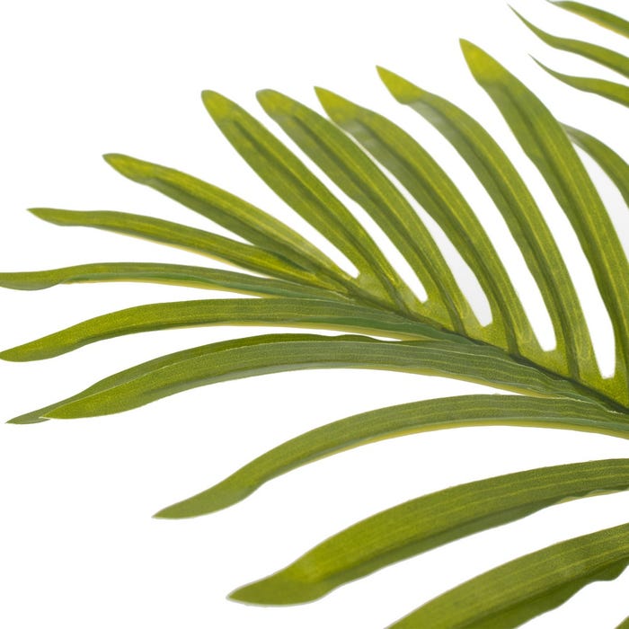 Plant palm