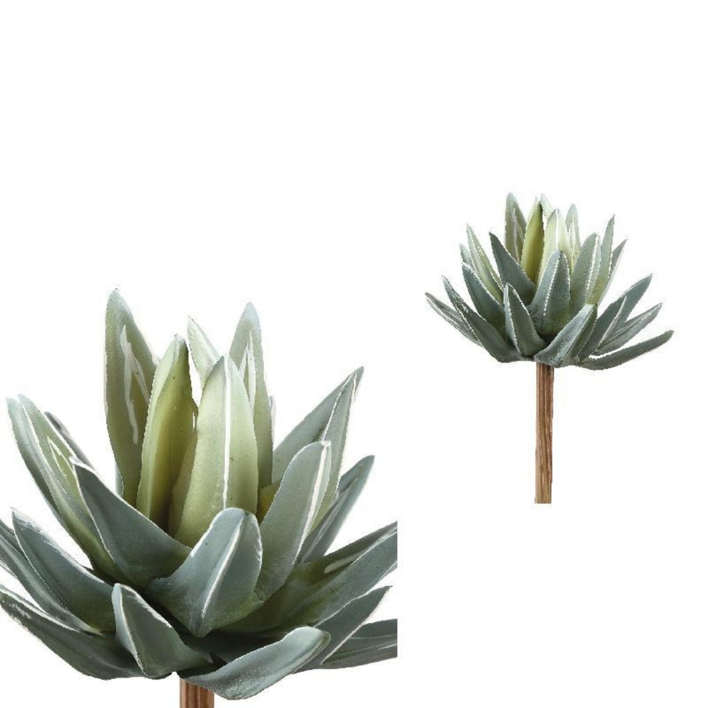 Plant Aloe