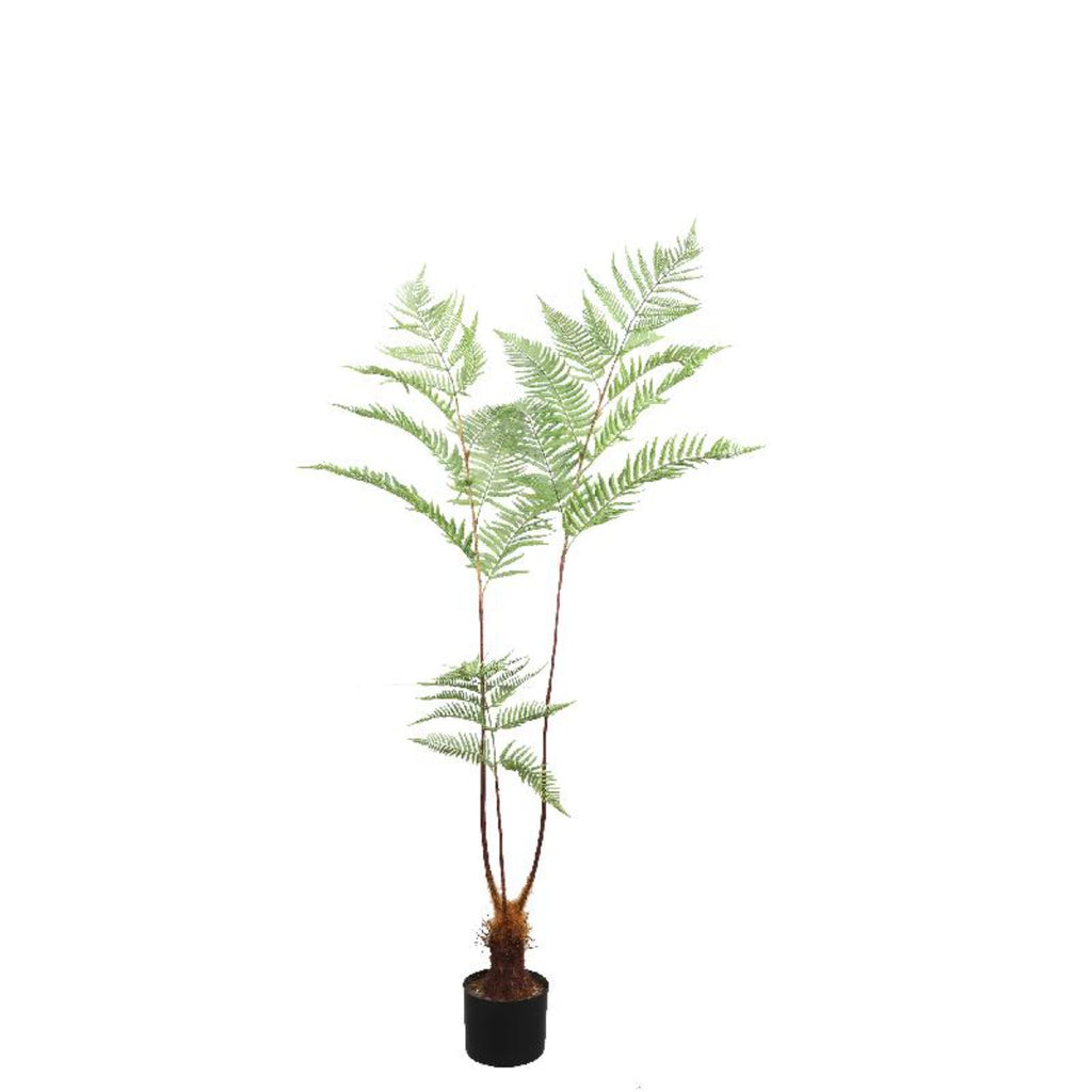 Plant Fern